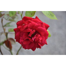 Rosier rouge polyantha - europeana