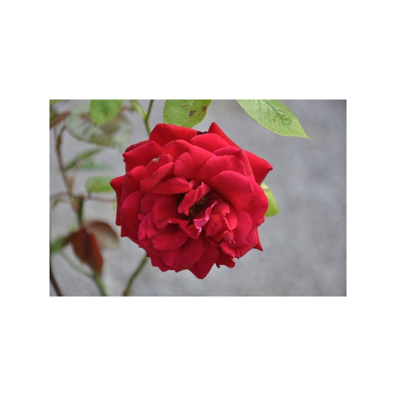 Rosier rouge polyantha - europeana