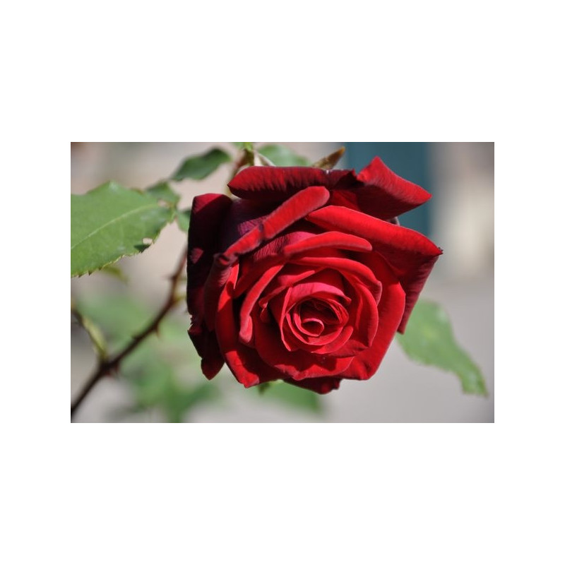 Rosier rouge grosses fleurs - monsieur Lincoln Rosier rouge grosses fleurs - monsieur Lincoln