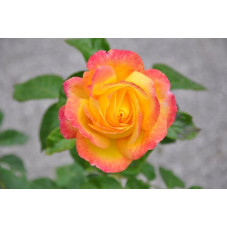 Rosier jaune rose grosses fleurs - Pullman orient express