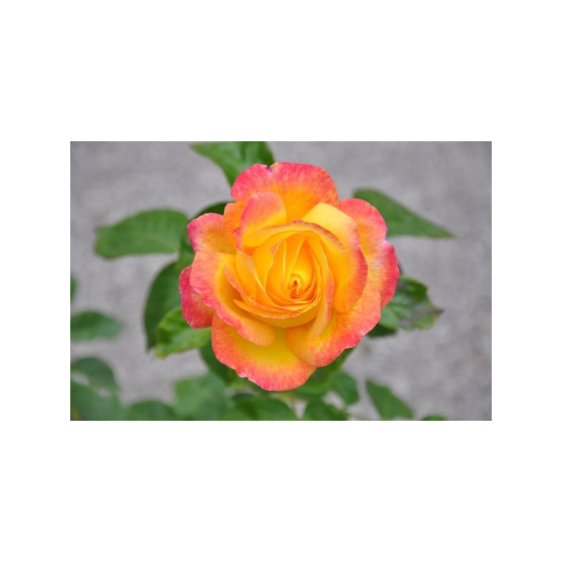 Rosier jaune rose grosses fleurs - Pullman orient express Rosier jaune rose grosses fleurs - Pullman orient express