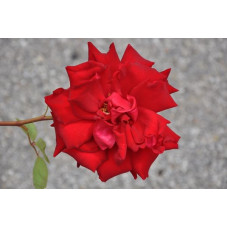 Rosier tige rouge grosses fleurs - red star