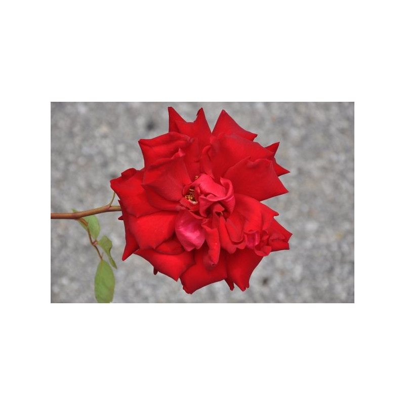 Rosier tige rouge grosses fleurs - red star