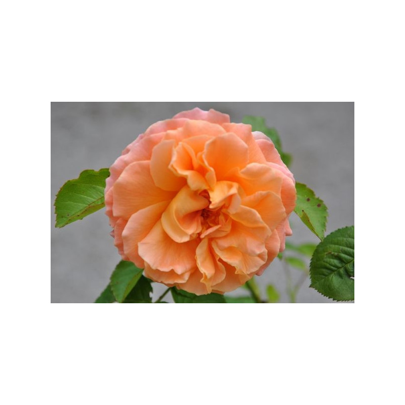 Rosier rose féerique - cervia