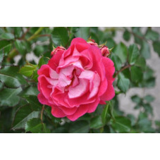 Rosier rose foncé - lilliputs charmant