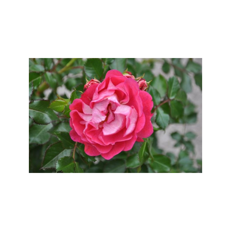 Rosier rose foncé - lilliputs charmant