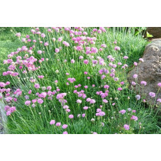 Armeria maritima - gazon d'espagne