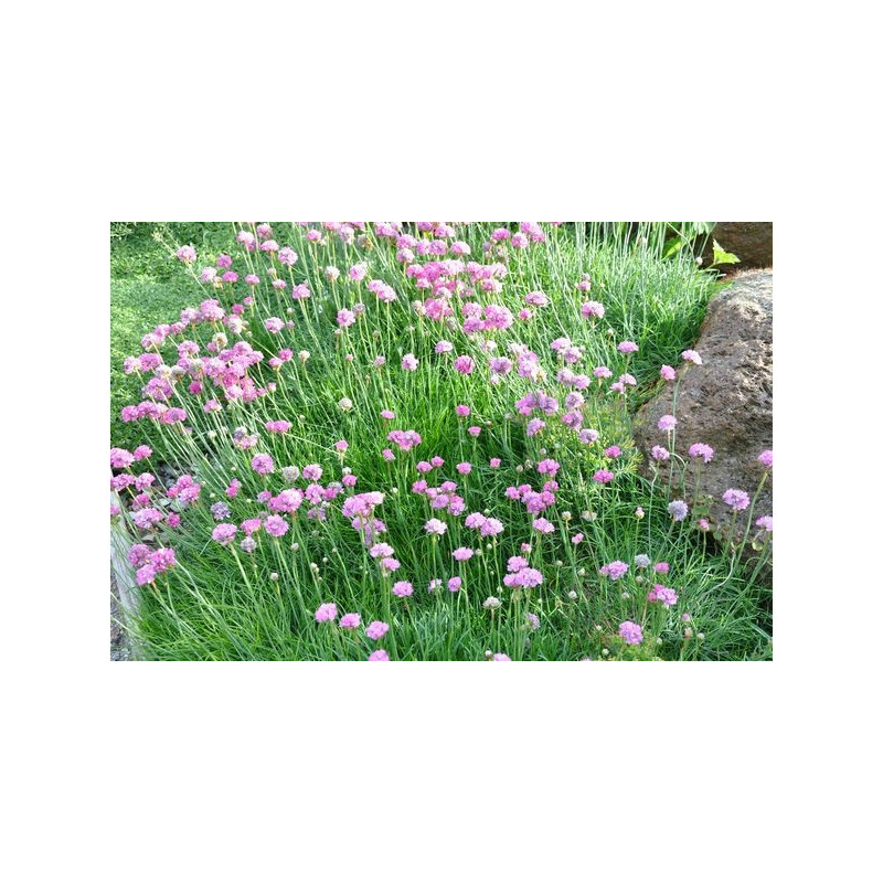 Armeria maritima - gazon d'espagne