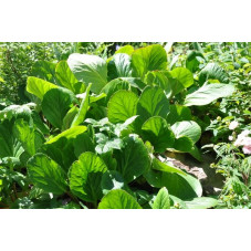 Bergenia cordifolia