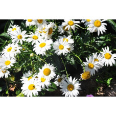 Leucanthemum  - marguerite d'été