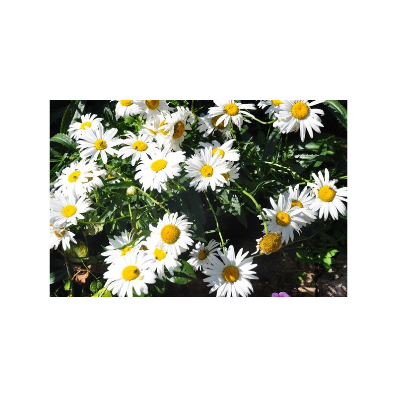 Leucanthemum  - marguerite d'été