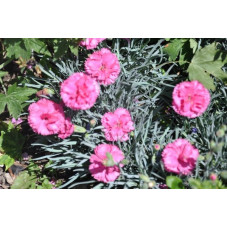 Dianthus plumarius (œillet vivace)