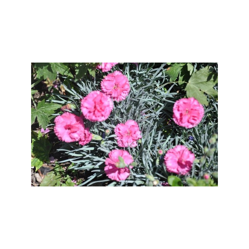 Dianthus plumarius (œillet vivace)