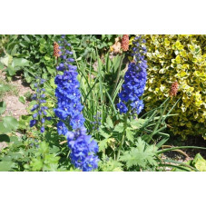 Delphinium  - pied d'alouette vivace  