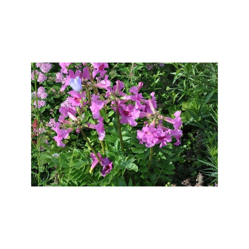 Incarvillea Incarvillea