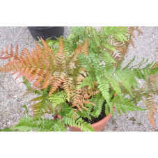 Fougère - Dryopteris affinis pinderi