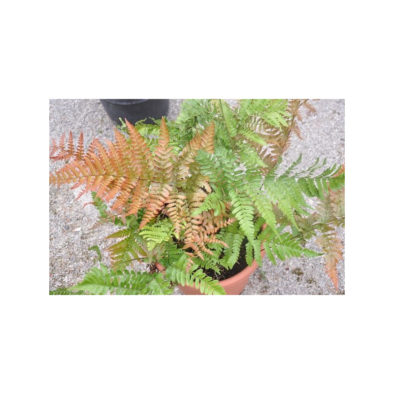 Fougère - Dryopteris affinis pinderi