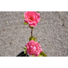 Rosier rose polyantha - tom tom