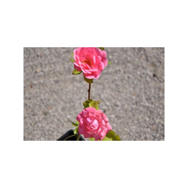 Rosier rose polyantha - tom tom