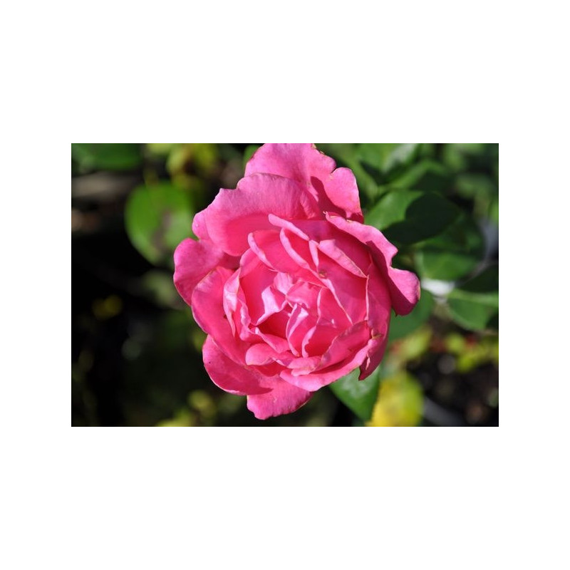 Rosier rose grosses fleurs - pink peace
