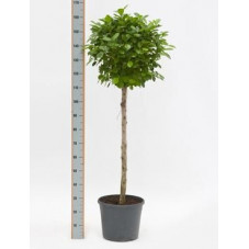 Ficus moclame  tige