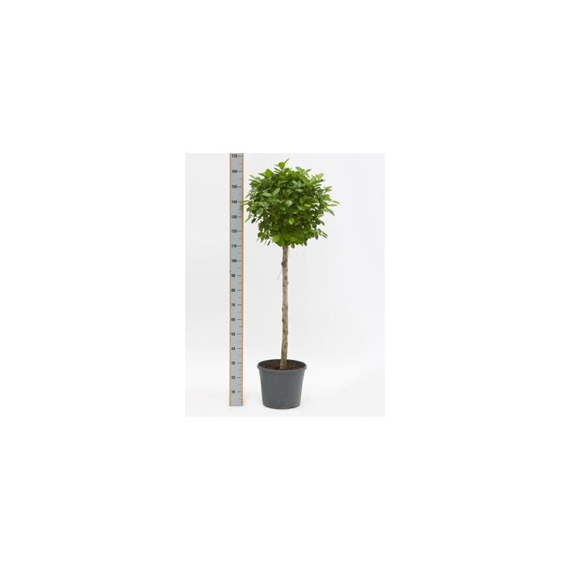 Ficus moclame  tige