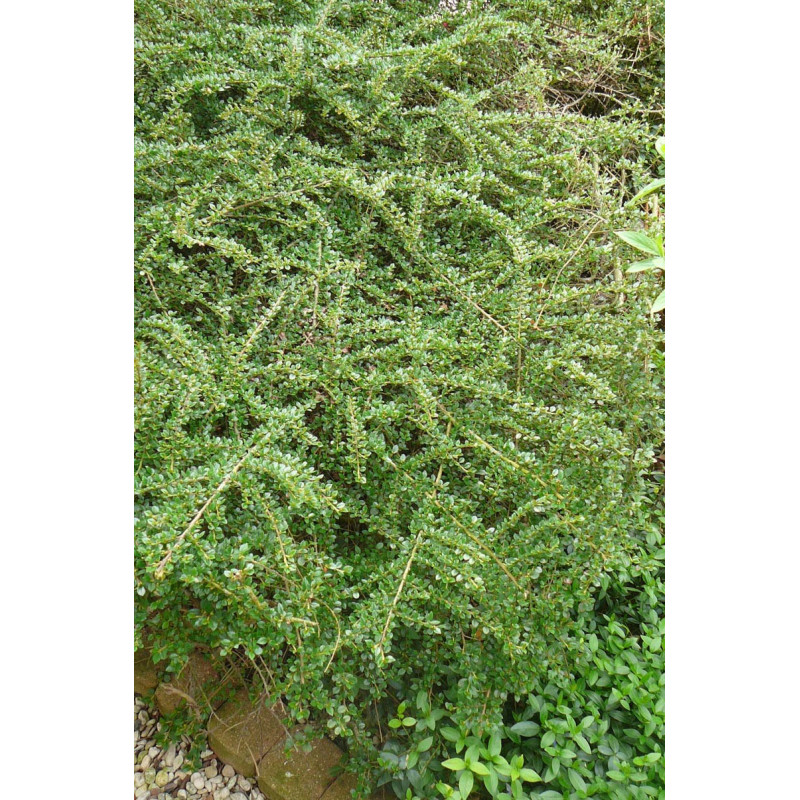 Cotoneaster horizontalis