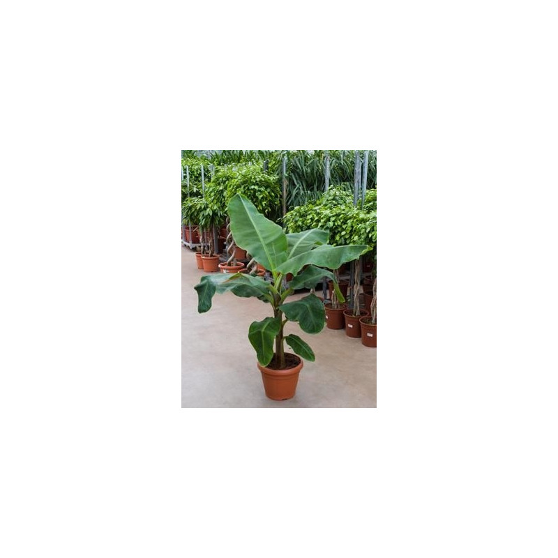 Musa dwarf cavendish Musa dwarf cavendish