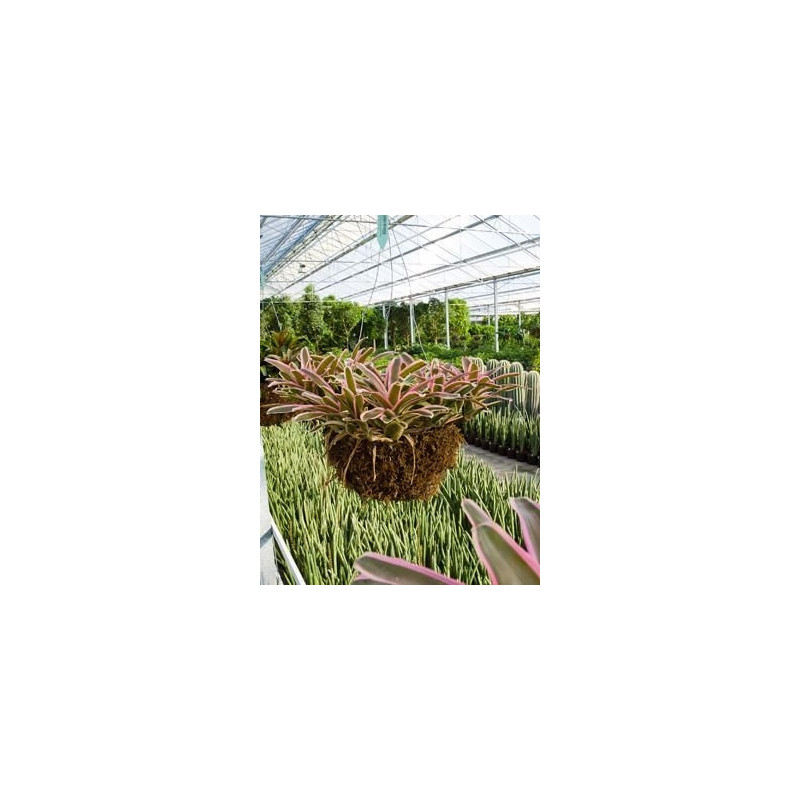 Neoregelia morado Neoregelia morado