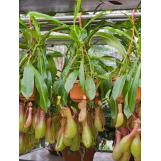 Nepenthes alata