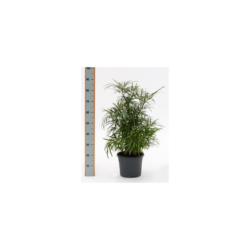 Osmoxylon lineare Osmoxylon lineare