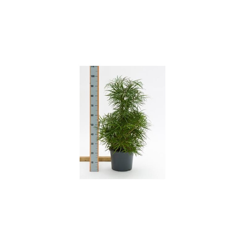 Omoxylon lineare Omoxylon lineare