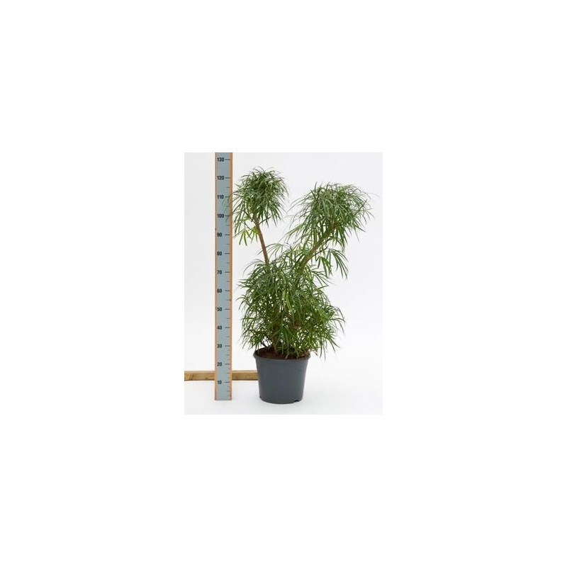 Omoxylon lineare Omoxylon lineare
