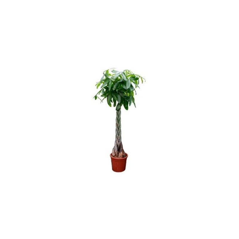 Pachira aquatica - tige tressée Pachira aquatica - tige tressée