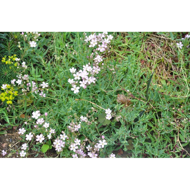 Saponaria ocymoides Saponaria ocymoides