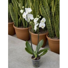 Phalaenopsis ikaria  - orchidée