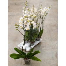 Phalaenopsis ikaria