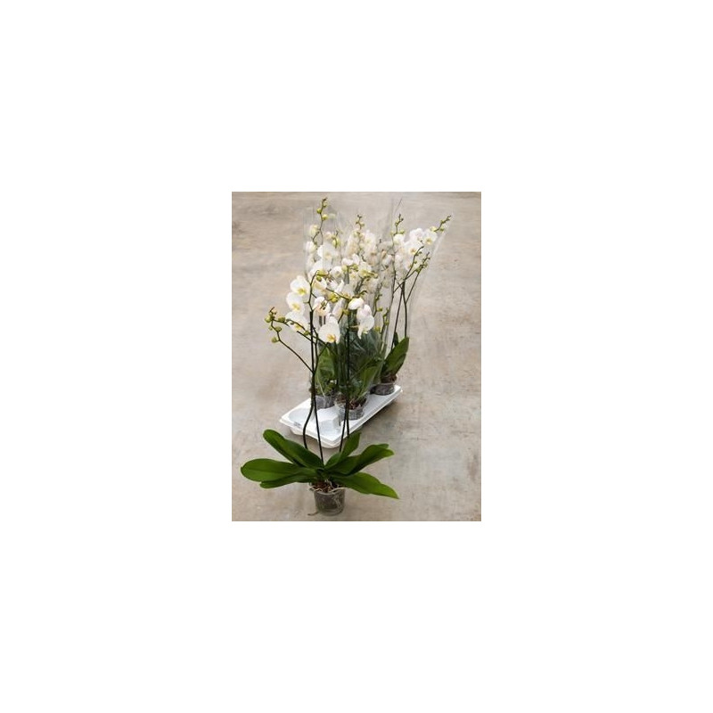 Phalaenopsis ikaria Phalaenopsis ikaria
