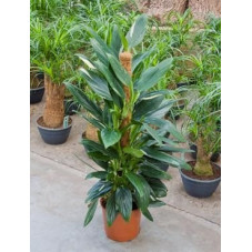Philodendron cobra