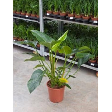 Philodendron congo