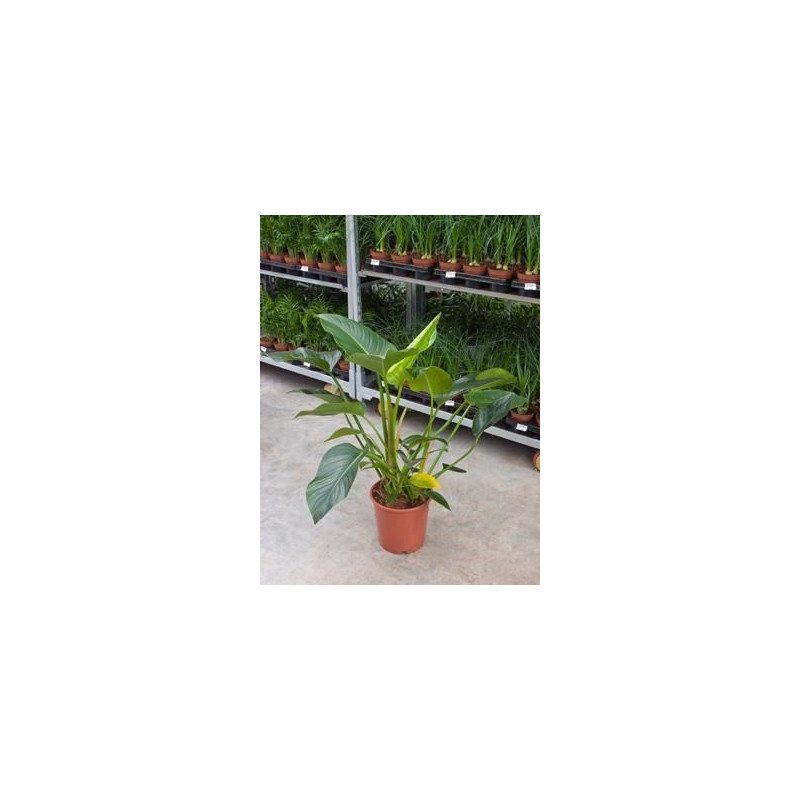 Philodendron congo Philodendron congo