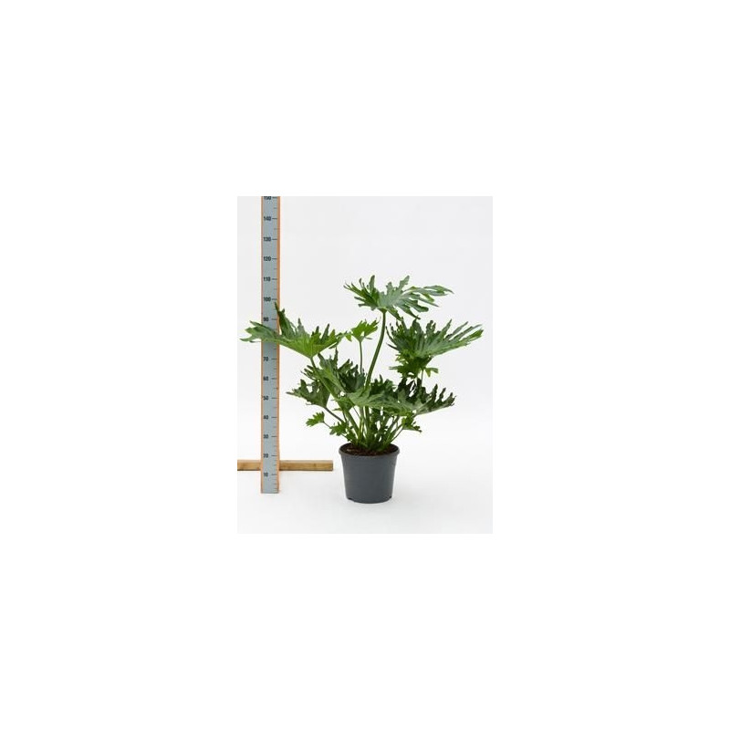 Philodendron selloum Philodendron selloum