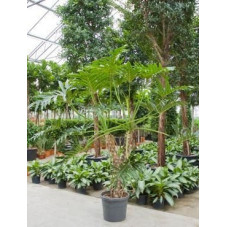 Philodendron selloum