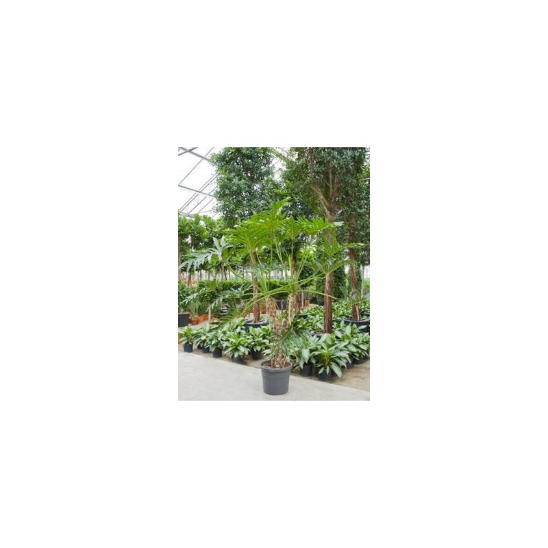 Philodendron selloum Philodendron selloum
