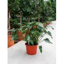 Philodendron xanadu