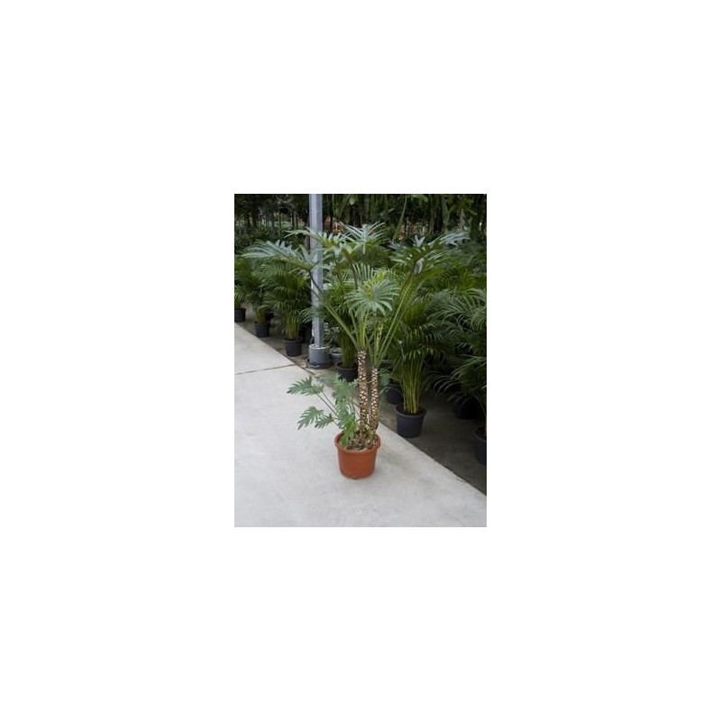 Philodendron xantal