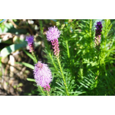 Liatris spicata