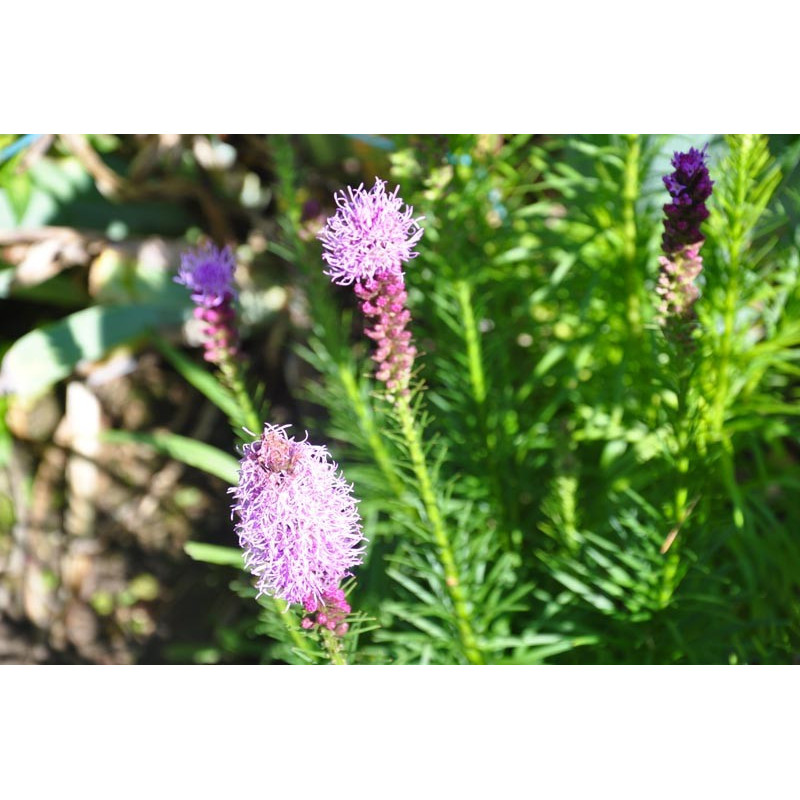 Liatris spicata Liatris spicata