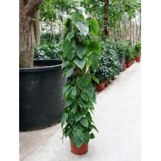 Philodendron scandens