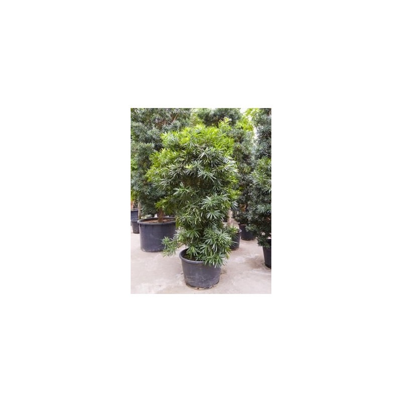 Podocarpus macrophylla Podocarpus macrophylla
